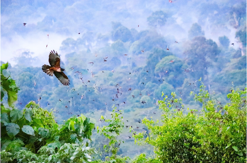 a raptor hunting birds in Borneo
