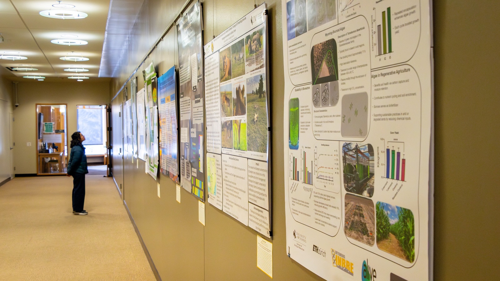 Student looking at research posters