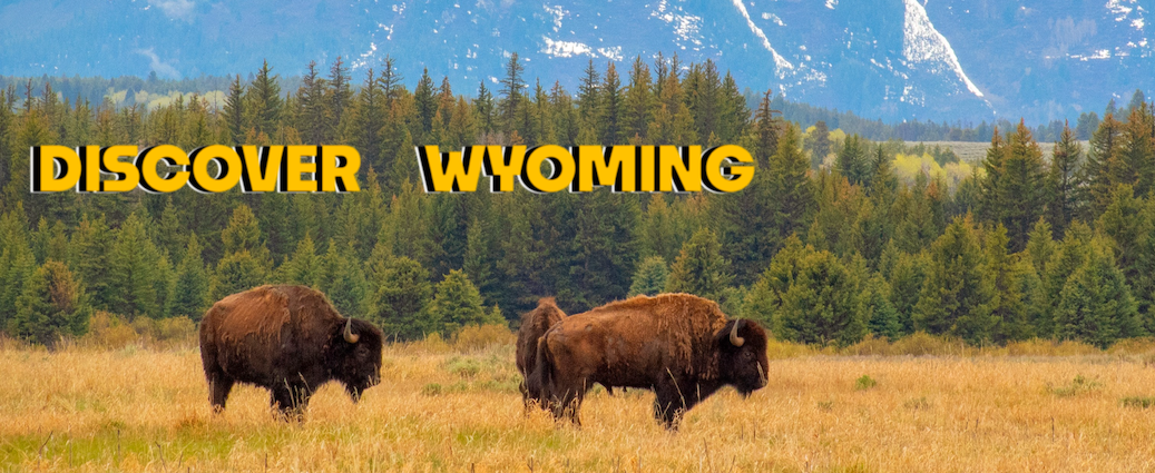 Buffalo in the Tetons with the Discover Wyoming logo