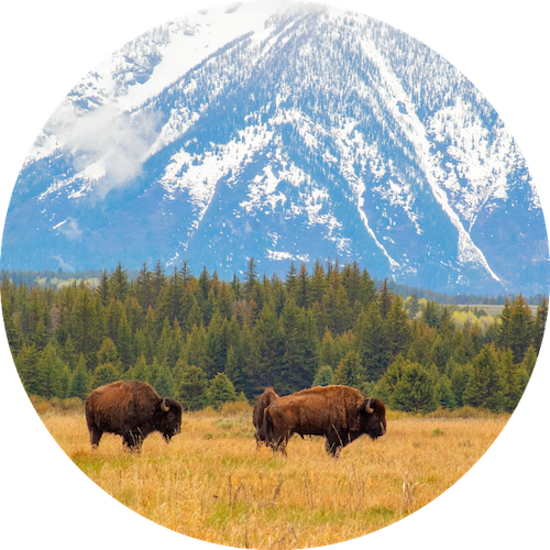two buffalo in front of Tetons