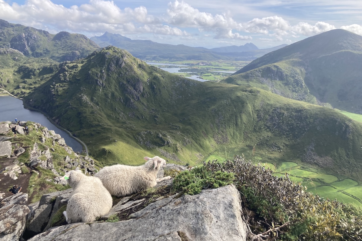 Sheep on Lofoten Island, by Cynthia Hartung