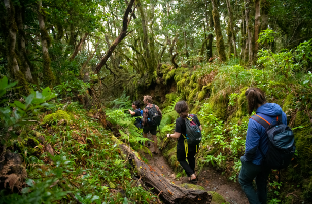 Students in the woods in the Canary Islands