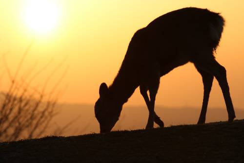 A deer in Nara, Japan at sunset. Photo by Gregory Ronco.