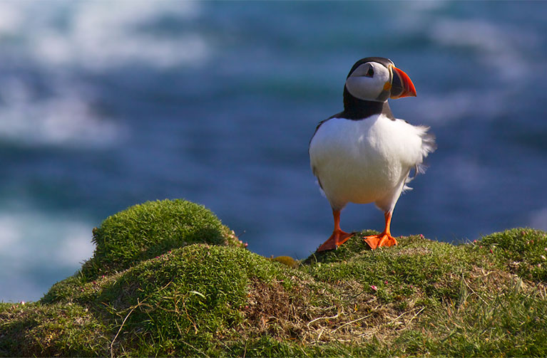 Puffin on a mossy rock