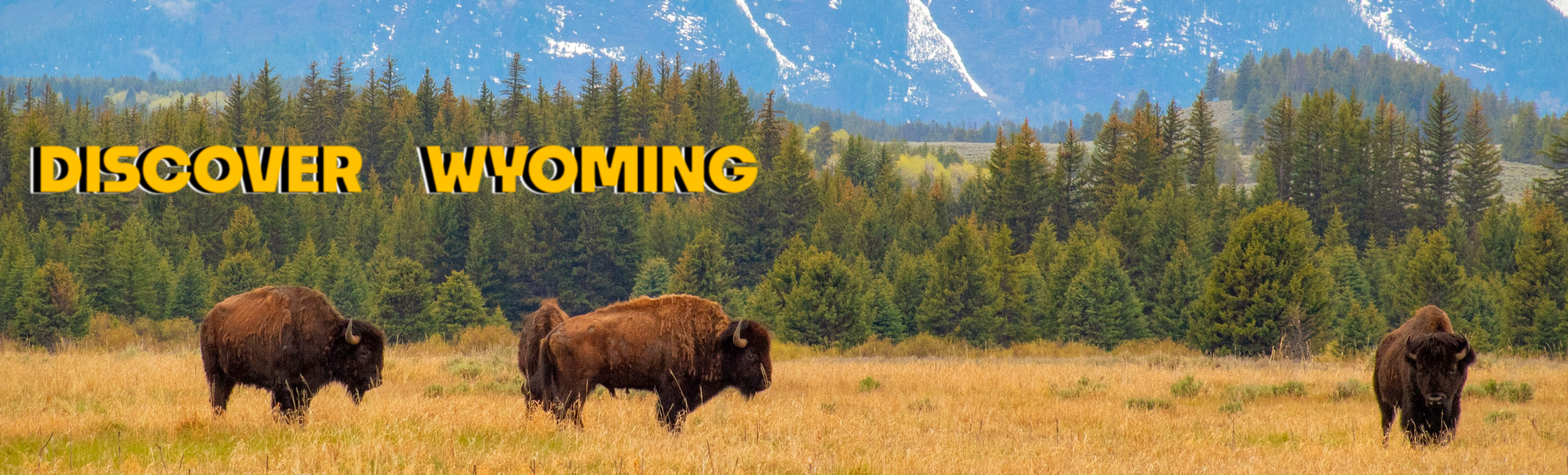 Bison grazing in front of Tetons with Discover Wyoming logo