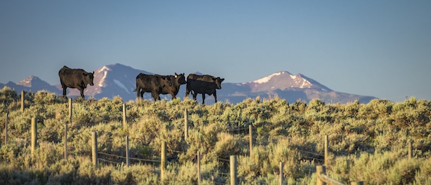 Photo of cows walking through sagebrush near a fence with mountains in the background.