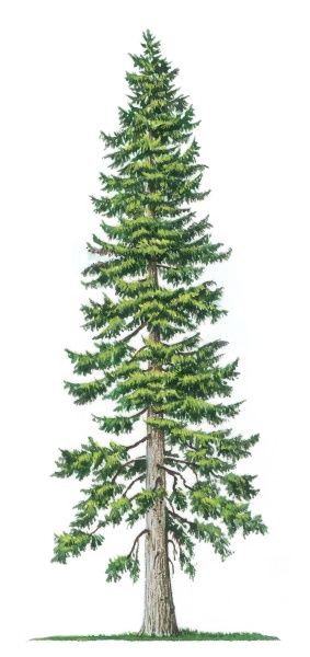Douglas-fir tree illustration.