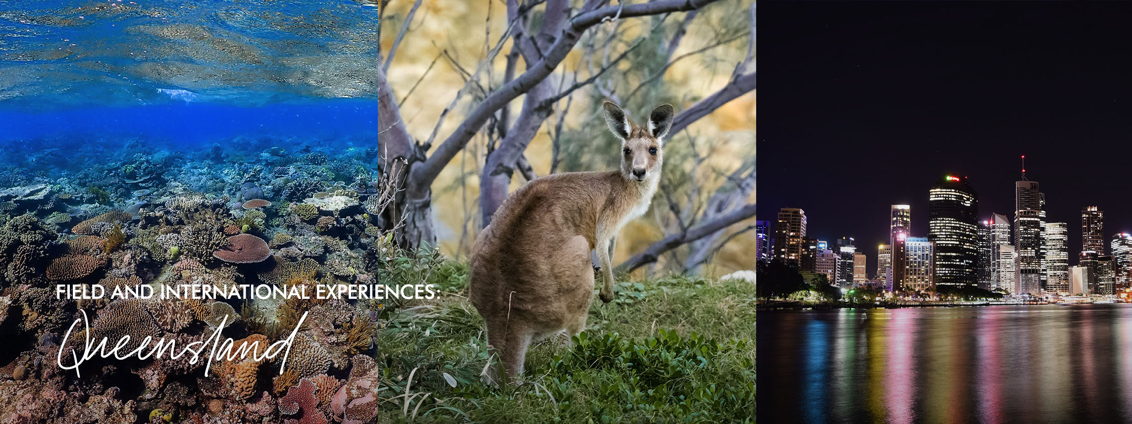 Field & International Experiences: Queensland over choral reef, kangaroo, and Queensland skyscrapers