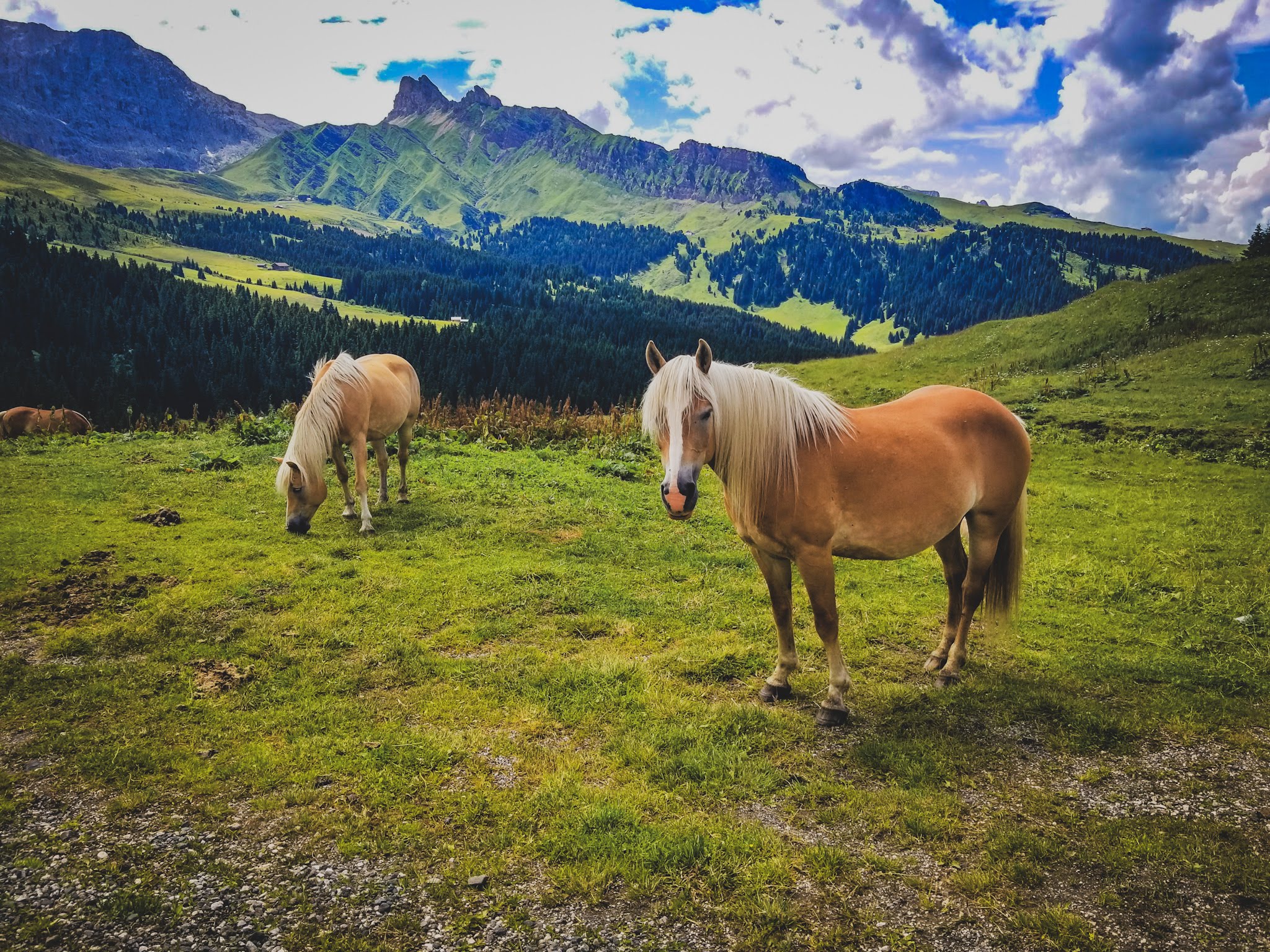 horses in mountainous landscape