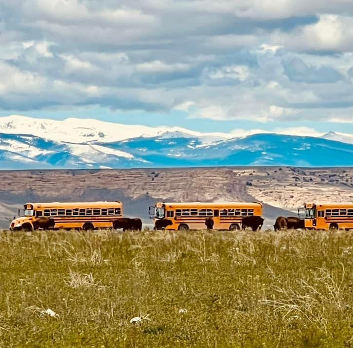 School buses and bison.