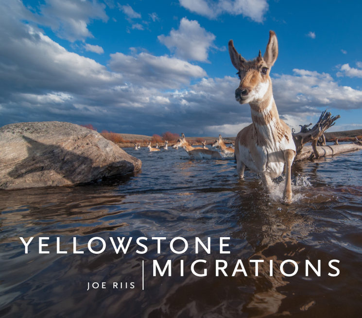 Cover of book Yellowstone Migrations by Joe Riis with photo of pronghorn swimming across a river