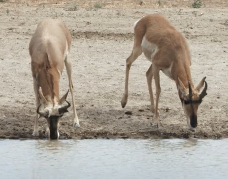 Two pronghorn antelope drinking water from a pond