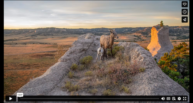 Image of video player showing wild bighorn sheep.