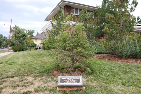 Newly planted Douglas fir tree and dedication plaque for Bill Ruckelshaus