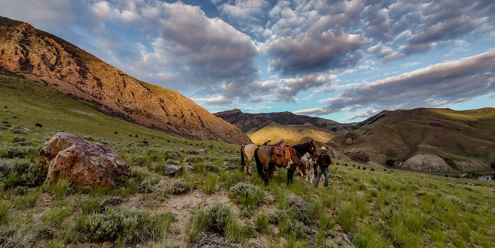 A rancher with his horses