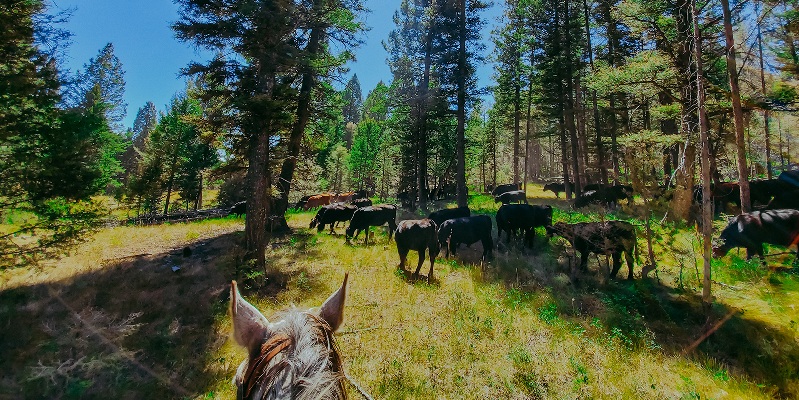 Cattle in a green forest 