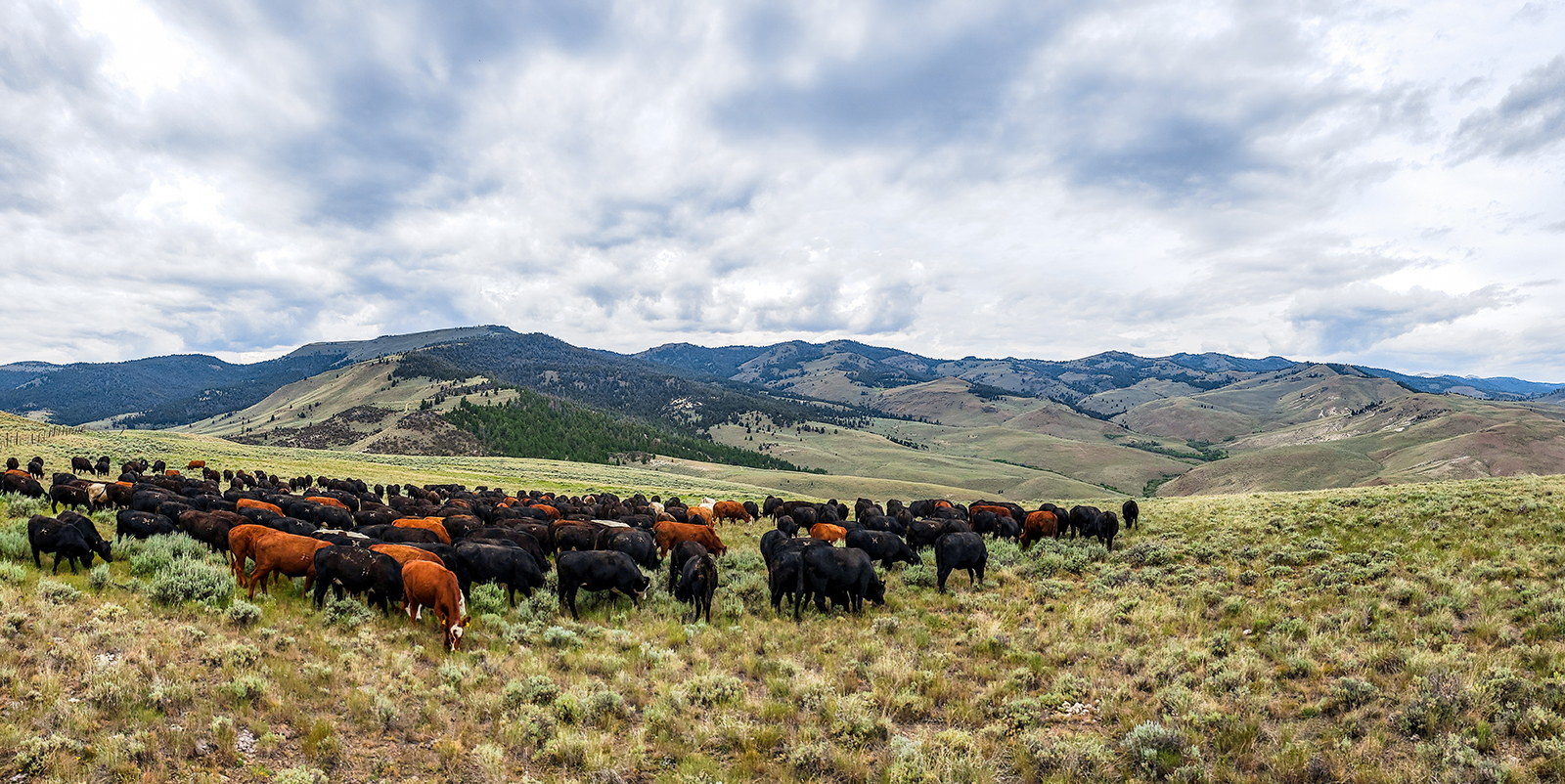 Cattle on a rangeland 