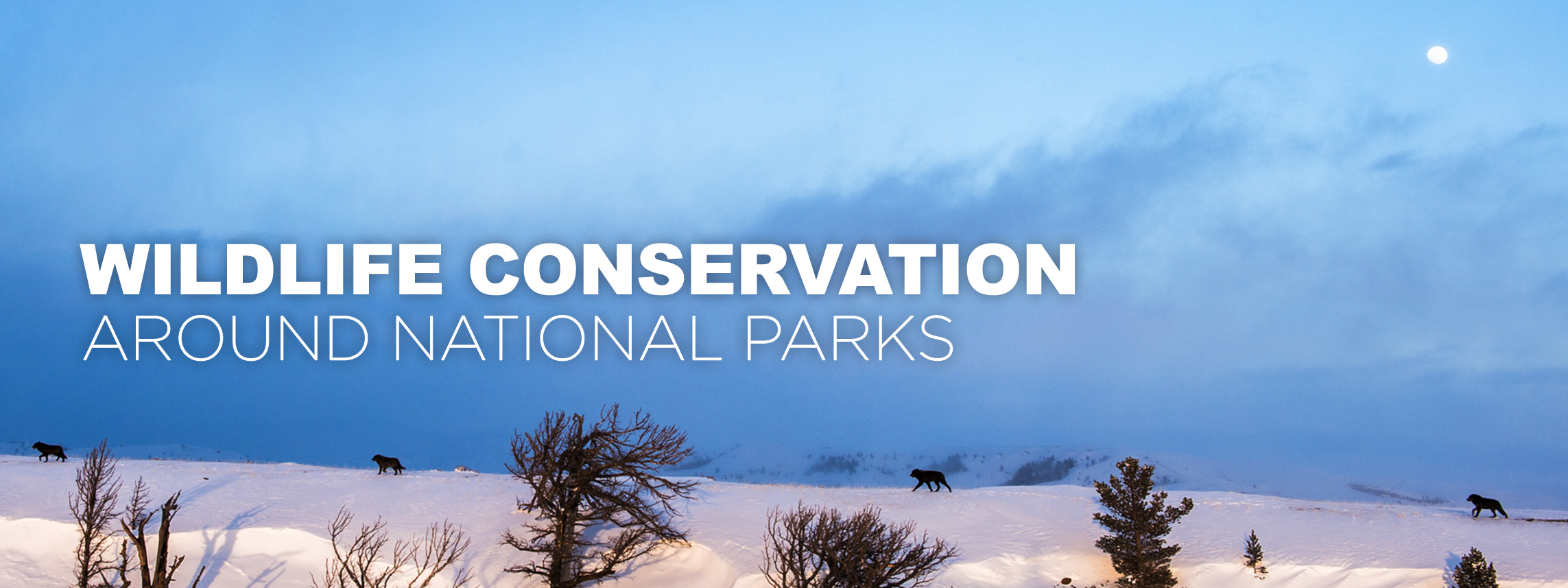 Wildlife conservation around national parks over picture of wolves in GYE