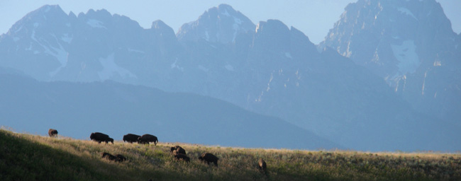 Bison in Grand Teton National Park, photo by Emilene Ostlind