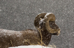 Bighorn sheep in snowfall