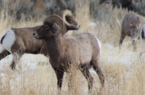 The Whiskey Peak Bighorn Sheep herd in Wyoming