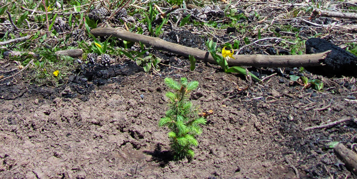 Forest Dynamics and Management During Bark Beetle Epidemic Recovery