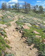 Non-motorized trail on Pole Mountain.