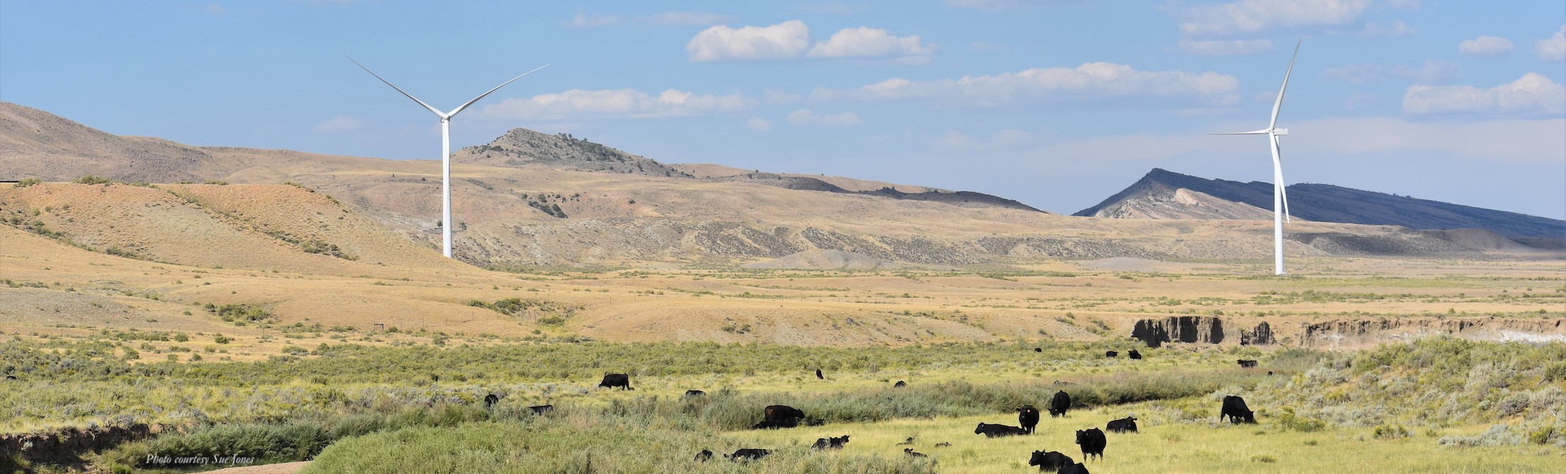 Photo of cows grazing near wind turbines in Wyoming. Photo courtesy Sue Jones.