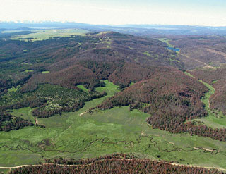 Bark beetle impacts in Western forests.