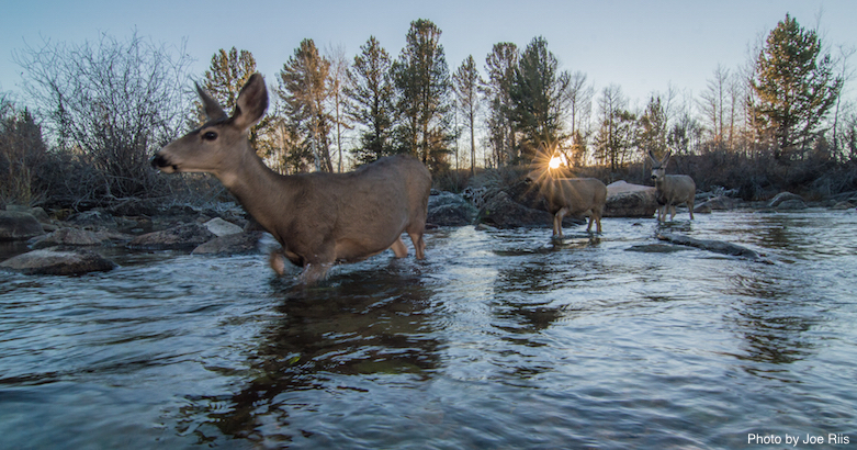 Sustaining Big Game Migrations in the West: Science, Policy, People, 2015