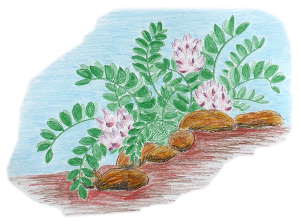For many species, particularly those that occur primarily on nonfederal lands, states have led recovery implementation. In 2018, conservation carried out by Utah state agencies helped move the deseret milkvetch off of the federal list of endangered and threatened plants. 
