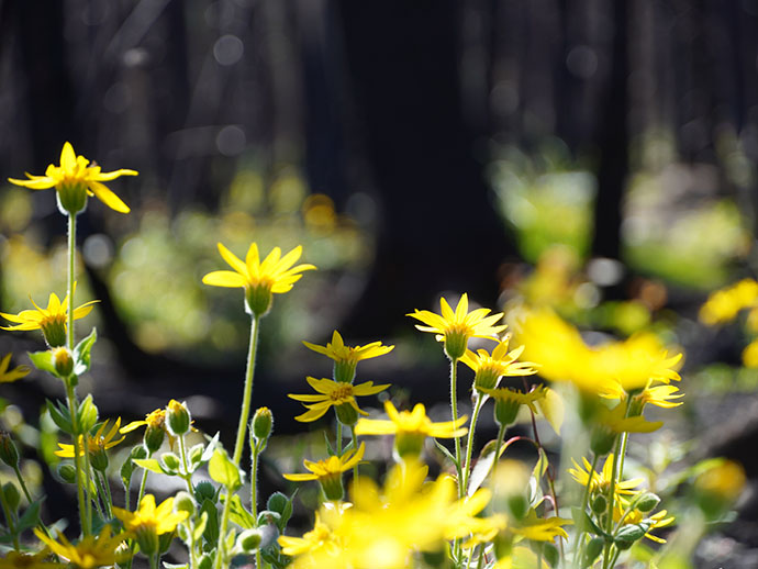 Arnica in a burn zone