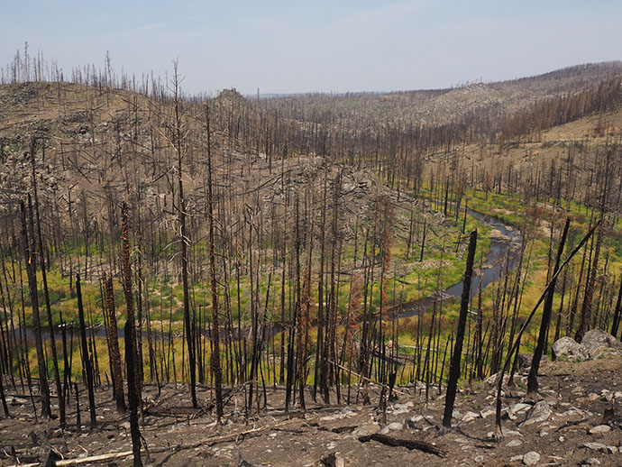 A vegetated river moving through a burned forest