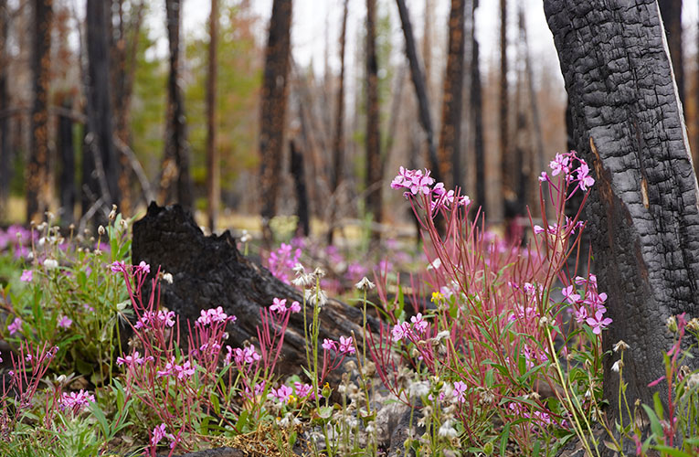 fireweed-jakopak-765x500.jpg