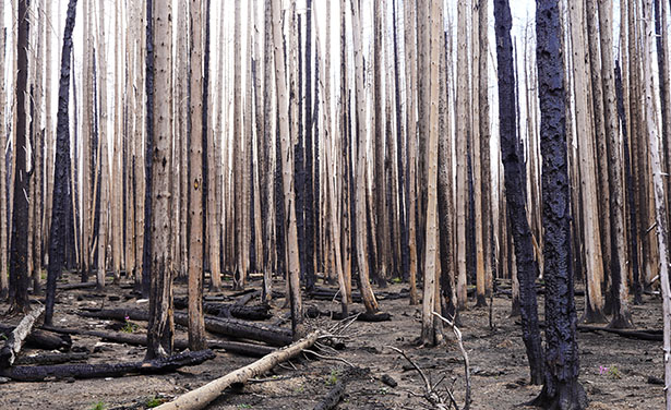 An ashy burned forest