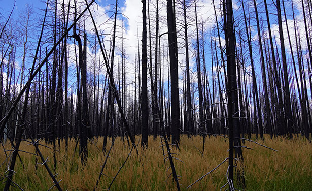 Burned forest with grass