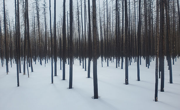 A burned forest in snow