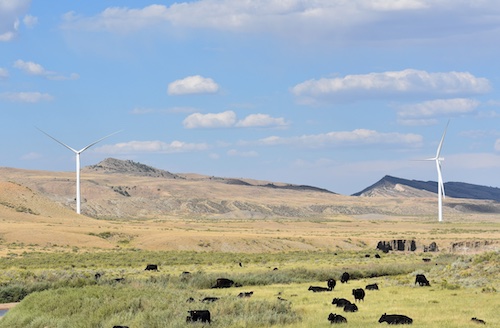 Wind mills with cows in the foreground