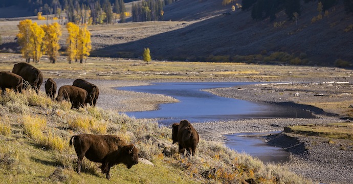 Photo of bison in the fall in Yellowstone.