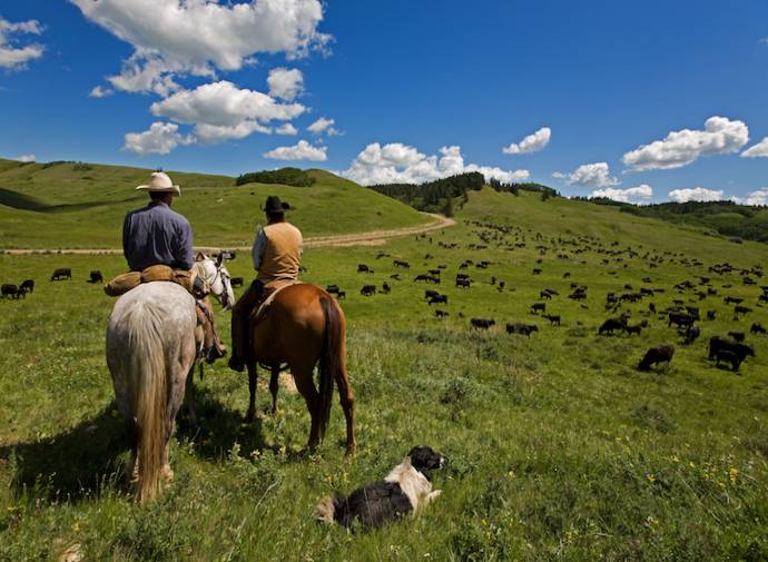 Picture of two people riding horses with a ranch dog and cattle in the field