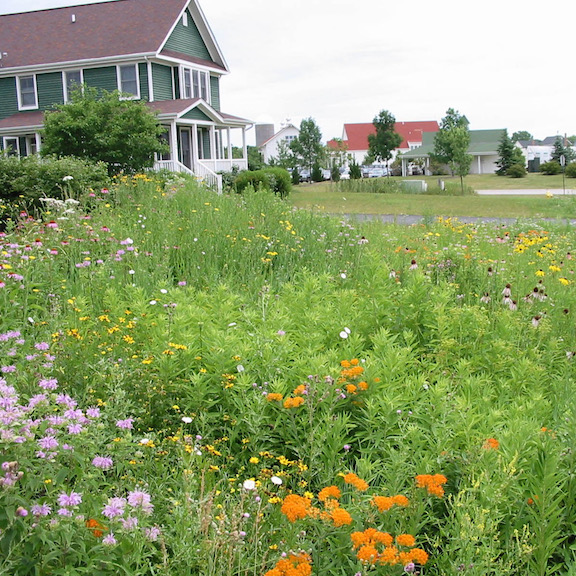 Flowers in front of a house