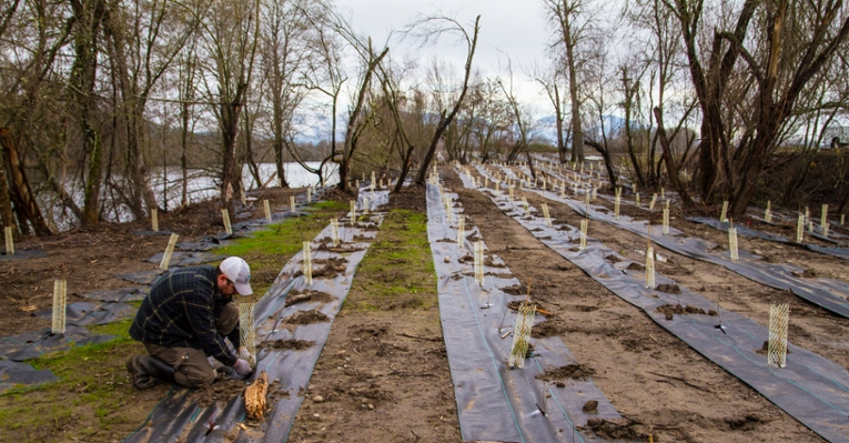 Tree planting as part of a direct payment program in Rogue Basin, OR