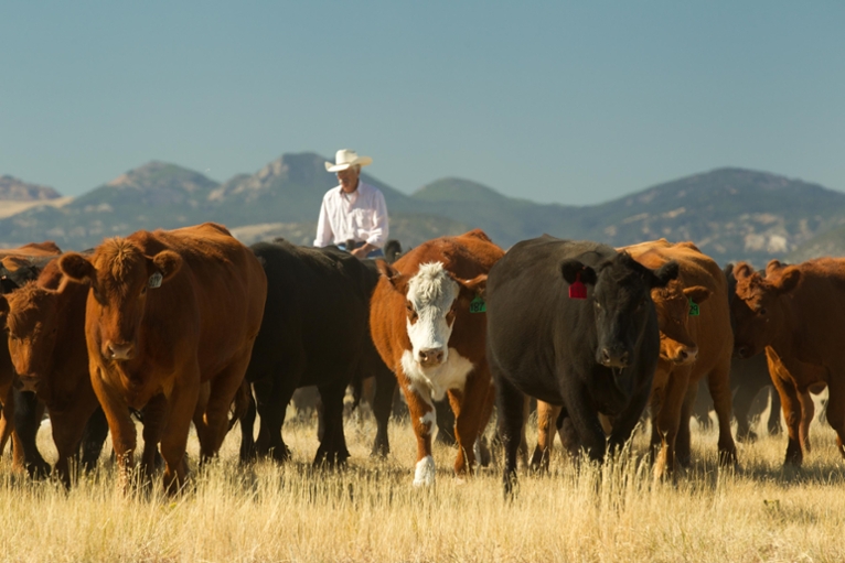 Rancher with cattle on the Matador Ranch.