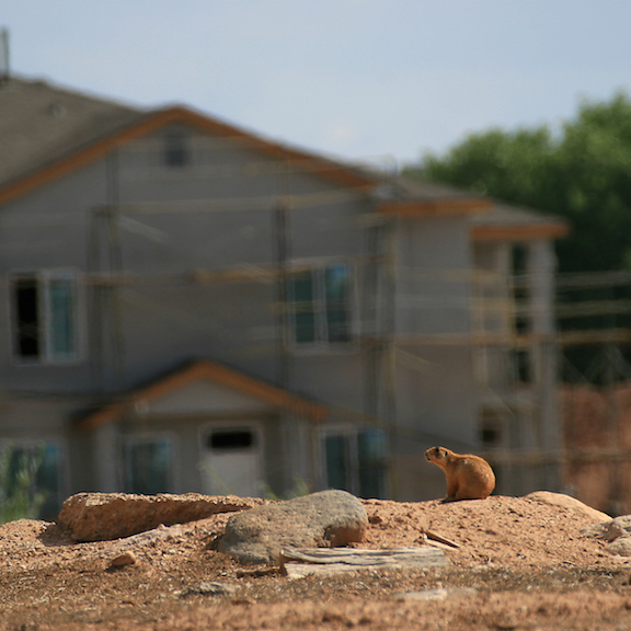 A prairie dog perched in front of a residential development