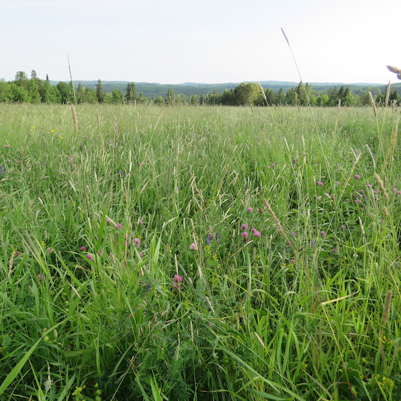 A field where a pop-up habitat provides protection for Bobolinks