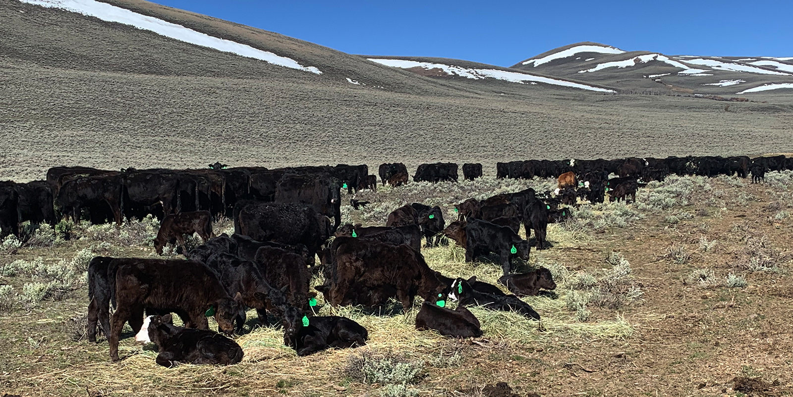 Cows in an open plain 