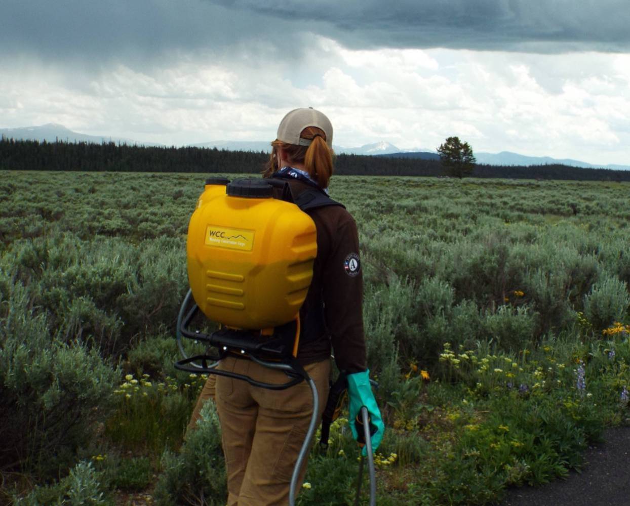 A crew member sprays herbicide on invasive species