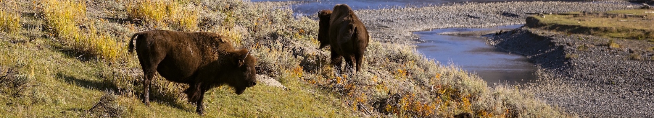 Bison in Yellowstone. UW Photo.