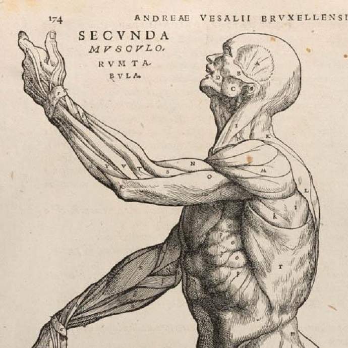 Anatomical drawing of a torso of a male
