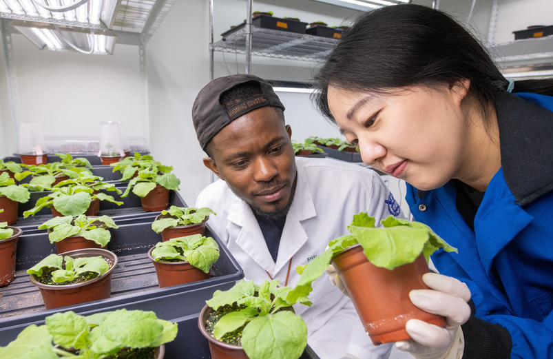 Two student researchers look closely at multiple green plants growing in a lab.